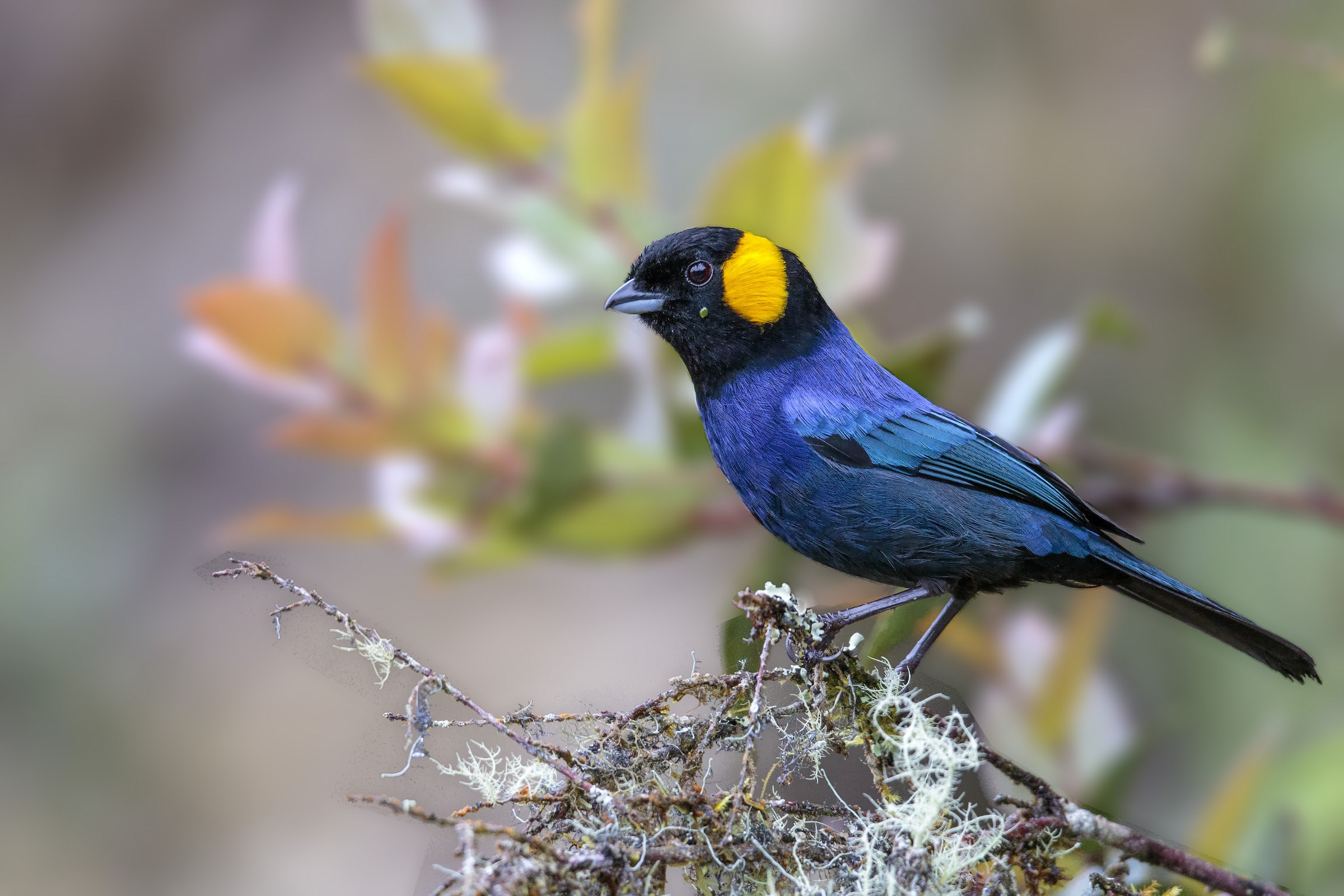 Iridosornis reinhardti